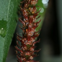 Oberonia scyllae Lindl.